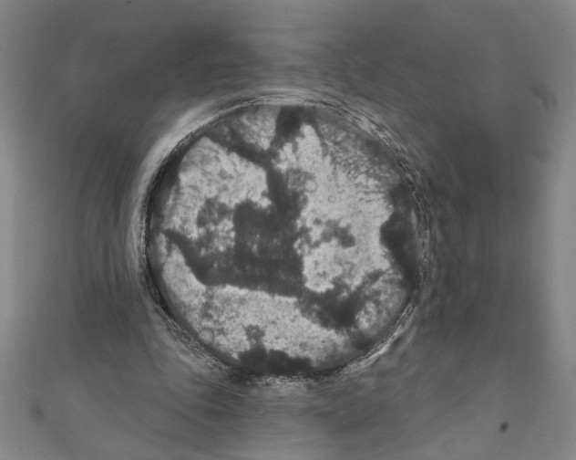 X0000111590343200908271013