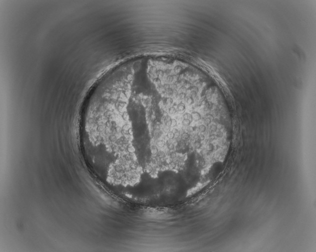 X0000111590346200908271014