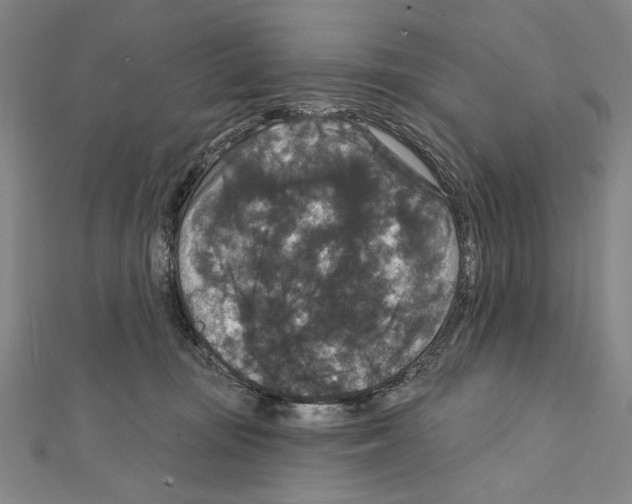 X0000111590371200908271014