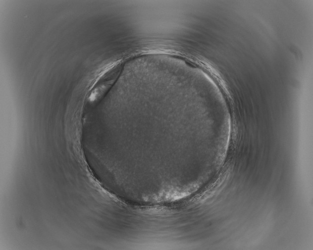 X0000111590385200908271013
