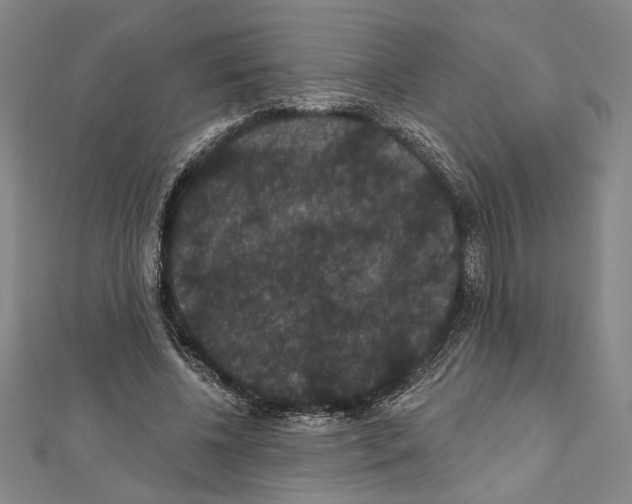X0000111590540200908271011
