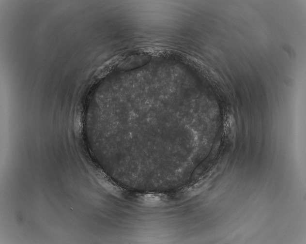 X0000111590566200908271011