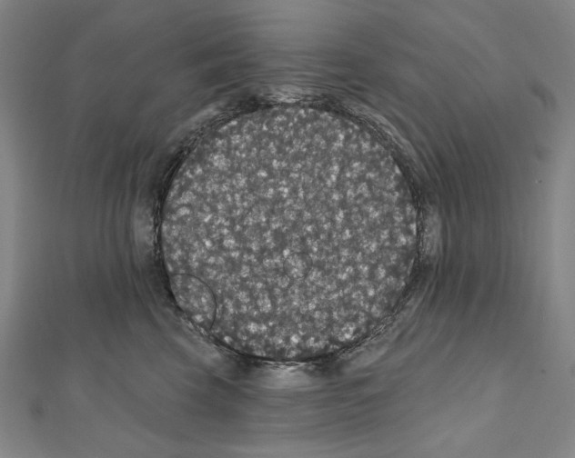 X0000111590569200908271011
