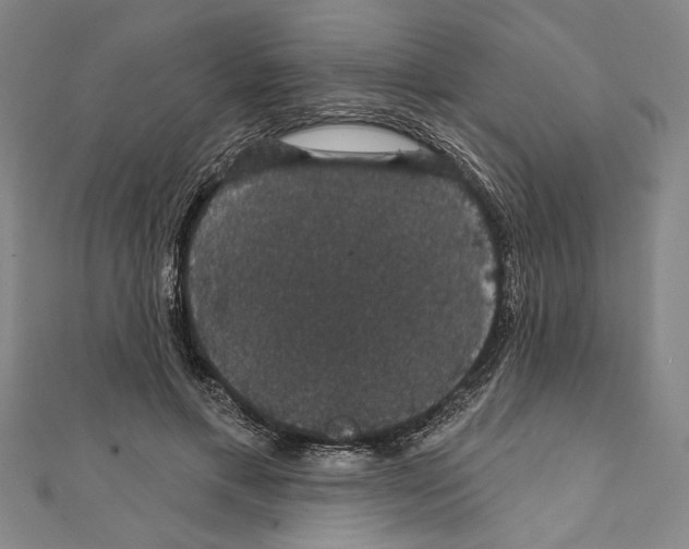 X0000111590597200908271011
