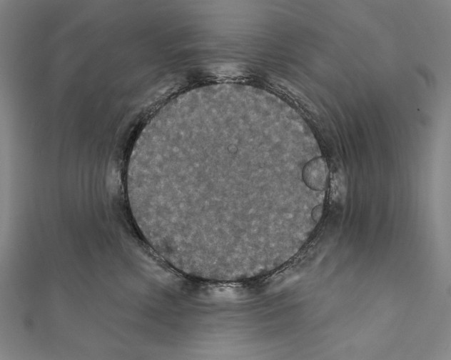 X0000111590618200908271010