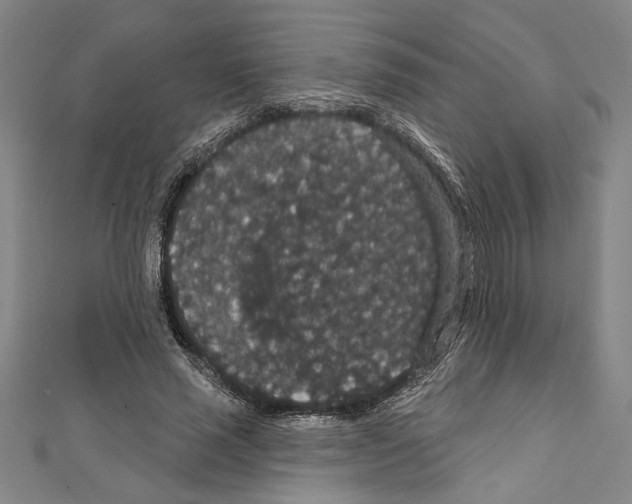 X0000111590637200908271010