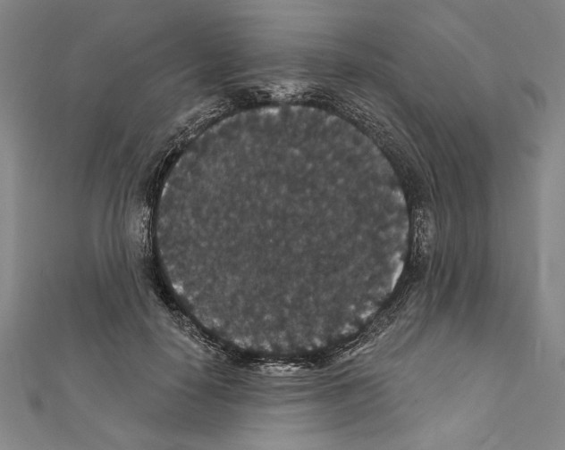 X0000111590650200908271010