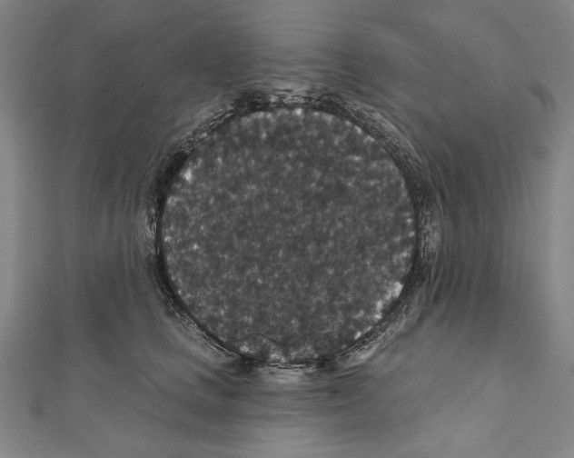 X0000111590661200908271010