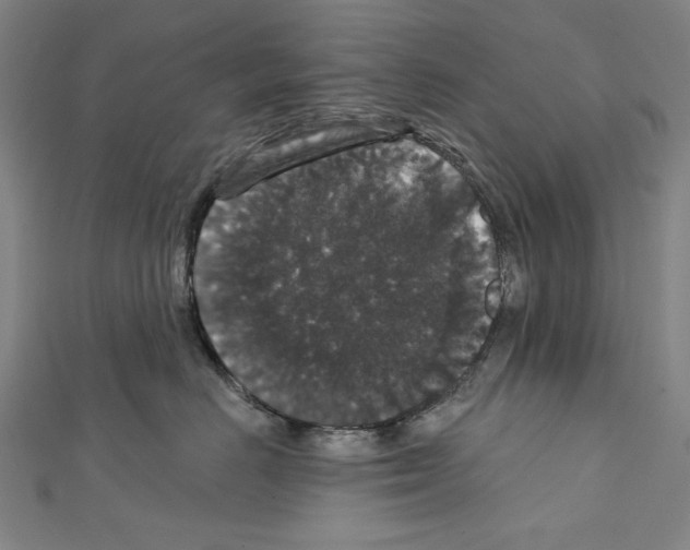 X0000111590670200908271010