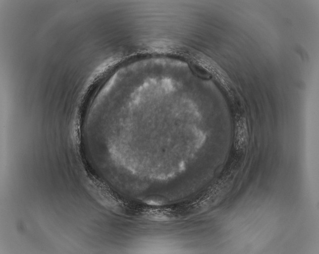 X0000111590680200908271010
