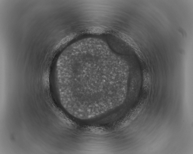 X0000111590681200908271010
