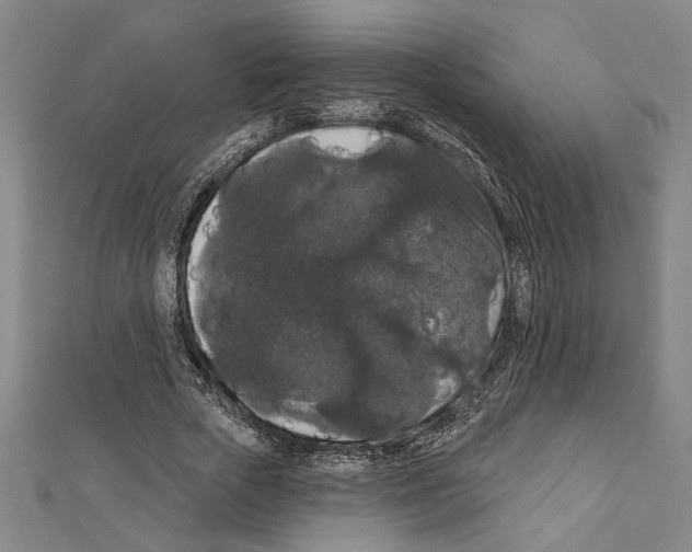 X0000111590729200908271009
