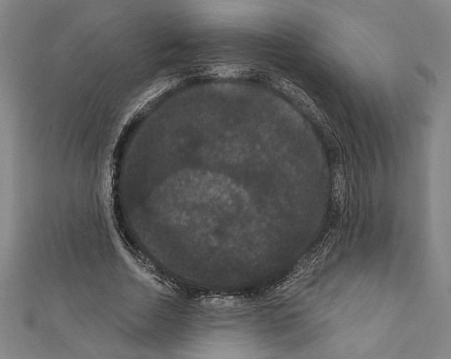 X0000111590730200908271009