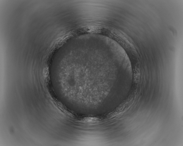 X0000111590748200908271009
