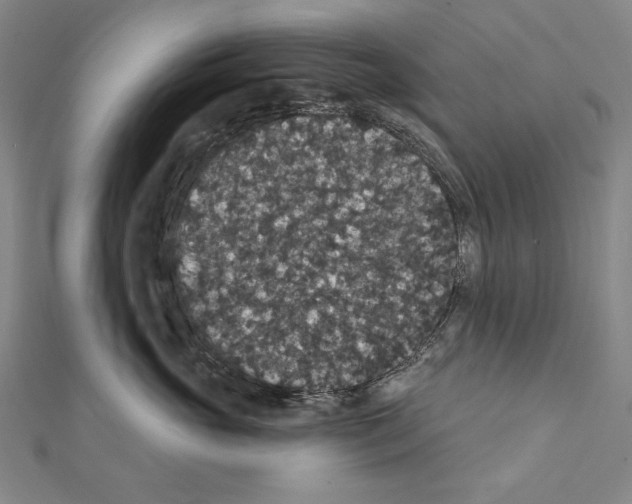 X0000111590765200908271009
