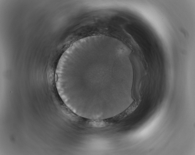 X0000111590767200908271009