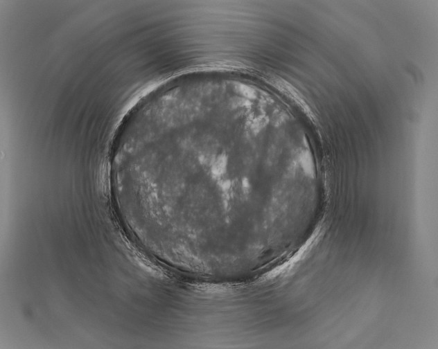 X0000111590781200908271008