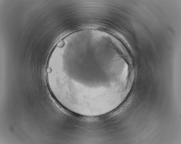 X0000111590802200908271008
