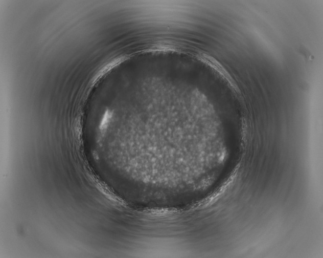 X0000111590826200908271007