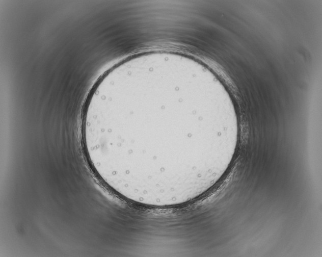 X0000111590846200908271008