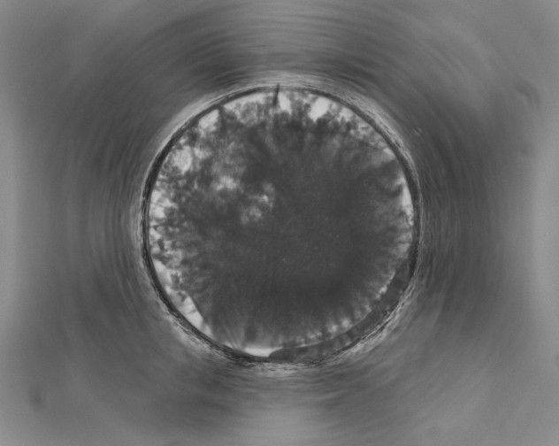 X0000111590853200908271008