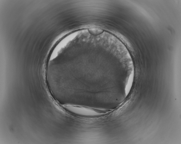X0000111590854200908271008