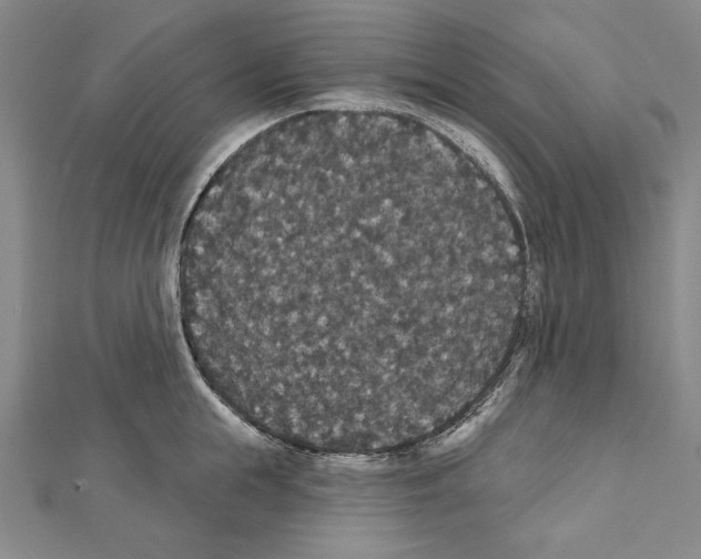 X0000111590855200908271008