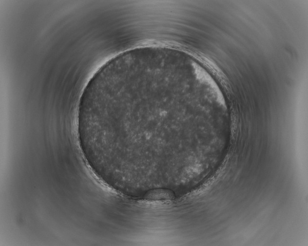 X0000111590896200908271007