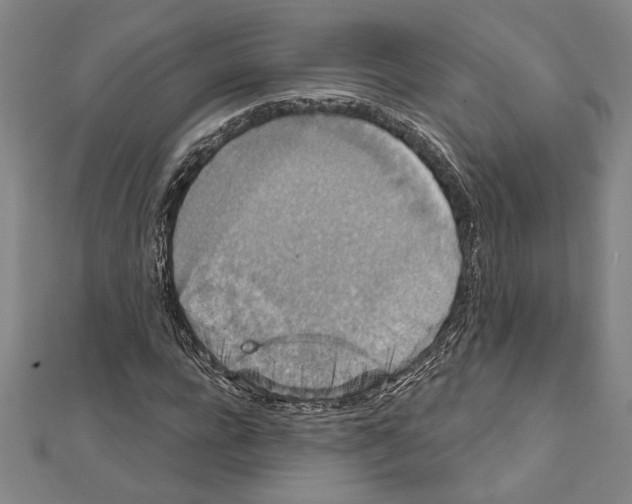 X0000111590920200908271006