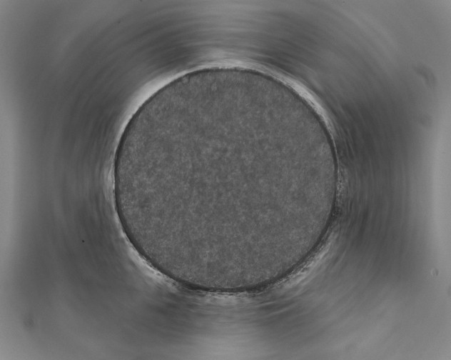 X0000111590951200908271006