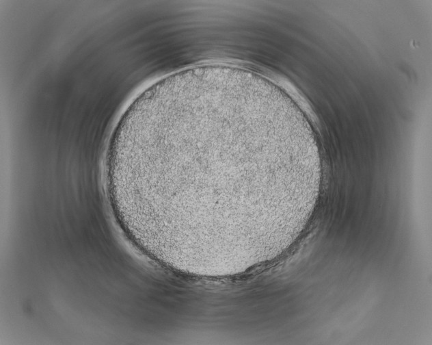 X0000111590955200908271006