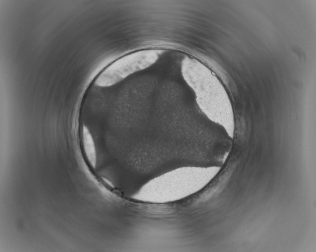 X0000111591007200908271005