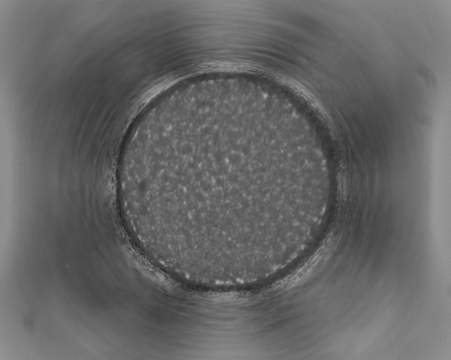 X0000111591025200908271005