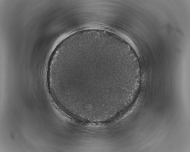 X0000111591146200908271004
