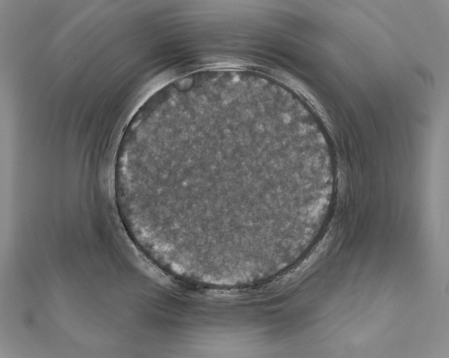 X0000111591194200908271002