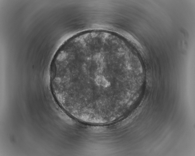 X0000111591280200908271001