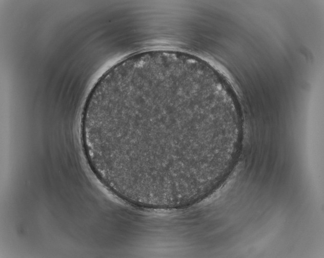 X0000111591333200908271001