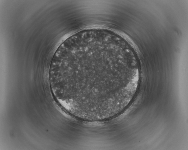 X0000111591337200908271001