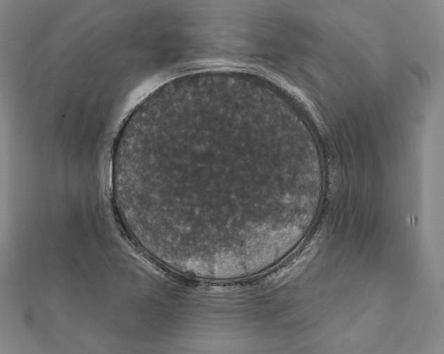 X0000111591365200908271000