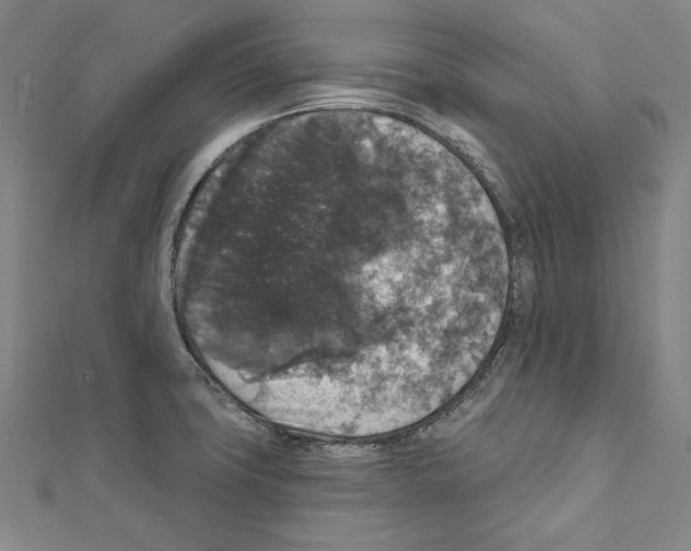 X0000111591427200908270959