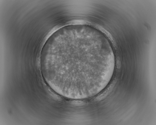 X0000111591473200908270958