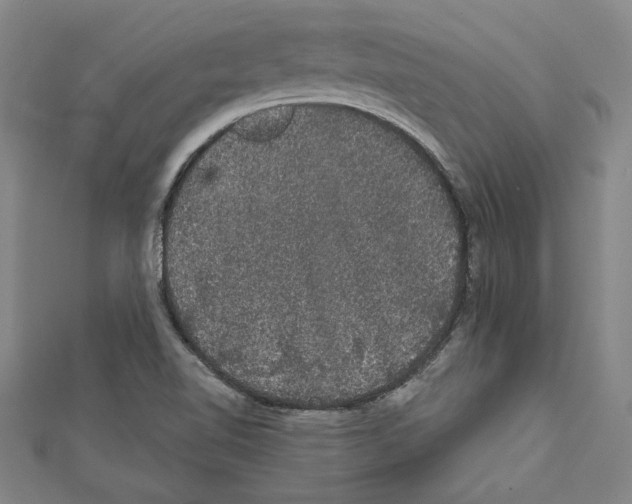 X0000111591510200908270957