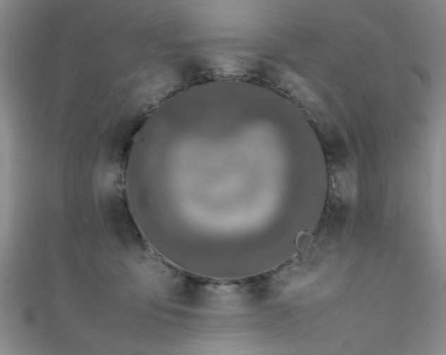 X0000111600419200907161557