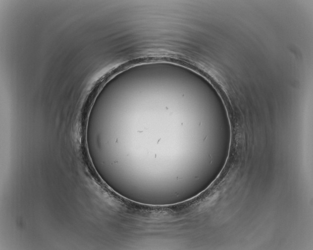 X0000111600979200907231232