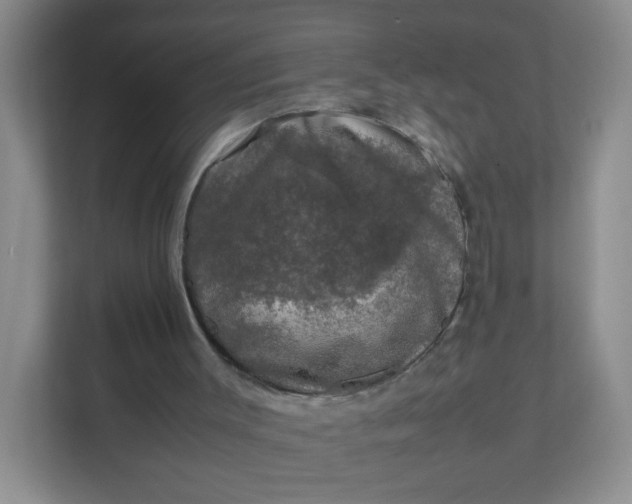 X0000111600003200907301456