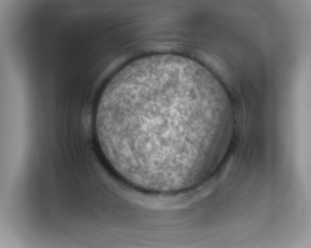 X0000111600016200907301456