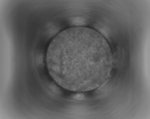 X0000111600162200907301454