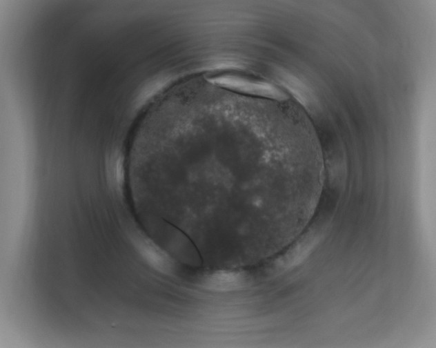 X0000111600350200907301451