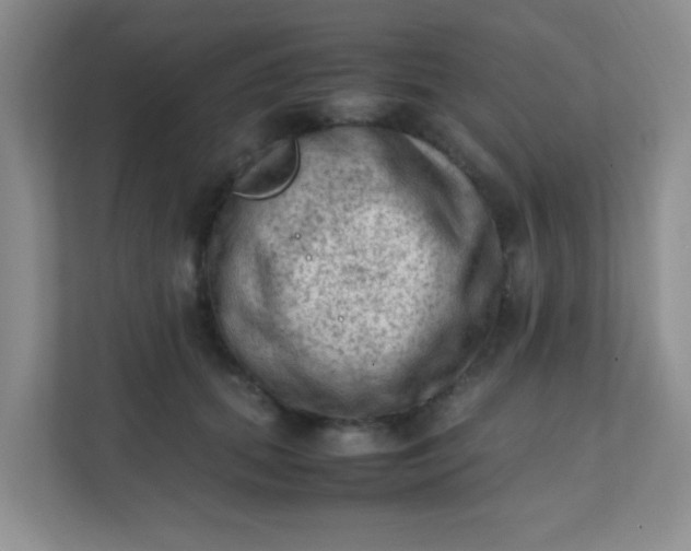 X0000111600655200907301447