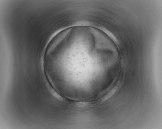 X0000111600854200907301445
